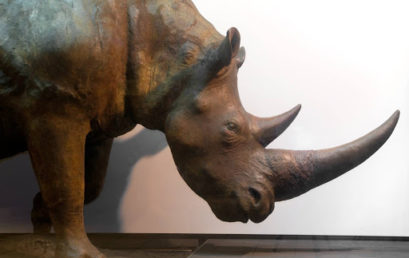 Z nosorożcem włochatym sam na sam